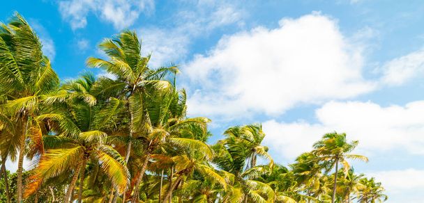 Τροπικά φοινικόδεντρα κάτω από έναν γαλάζιο ουρανό στη Γουαδελούπη - Φωτογραφία, εικόνα