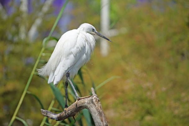 scenic shot of beautiful white heron in natural habitat - 写真・画像