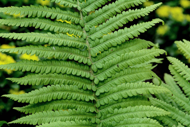 Tropical fern leaves close up. Concept - postcards, wallpaper. - Photo, Image