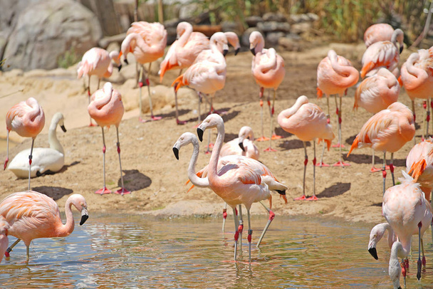 plano escénico de hermosos flamencos rosados en hábitat natural
 - Foto, imagen
