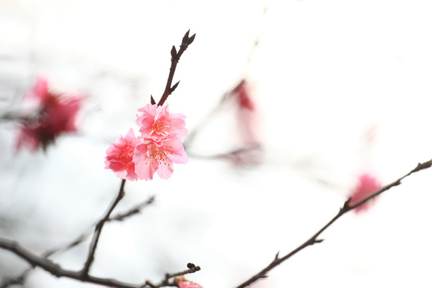 桜 - 写真・画像