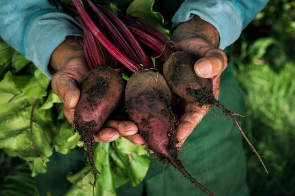Farmer holding fresh beet. Vegetables harvest. Organic fresh har - Photo, image