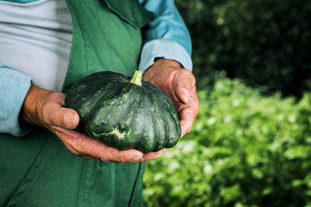 A man holding fresh seasonal green zucchini. Gardening, farming  - 写真・画像