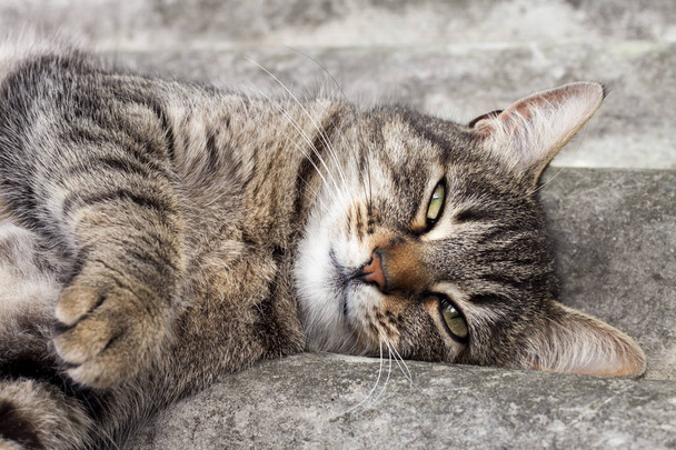 スレート屋根の上に横たわって休んでいるタビー猫 - 写真・画像