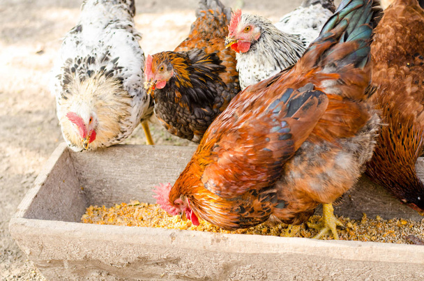 Braune Hühner fressen aus einem Trog. - Foto, Bild