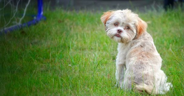 Солодкий милий собака на зеленій траві - Фото, зображення