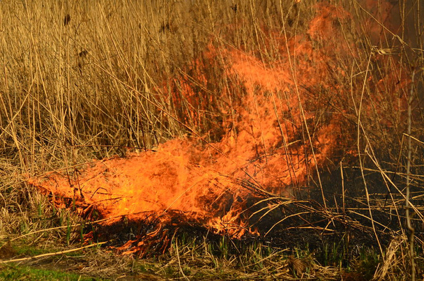 Küstenzone des Sumpfbaches, starker Rauch aus dem Feuer des Lianenbewuchses. Frühlingsfeuer aus trockenem Schilf nähern sich den Häusern des Dorfes gefährlich durch Flussreinigung von Schilfflächen, trockenem Gras. Naturkatastrophe - Foto, Bild