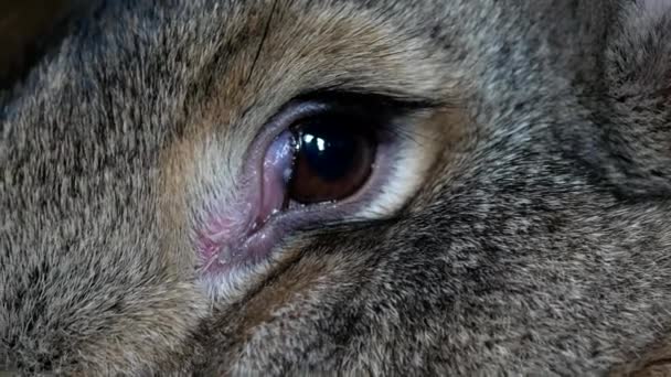 Video clip of an animal rabbit's eyes close-up macro video shooting - Footage, Video