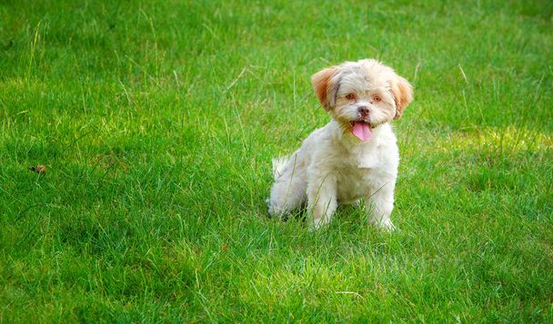 Słodki cute Dog na zielonej trawie - Zdjęcie, obraz