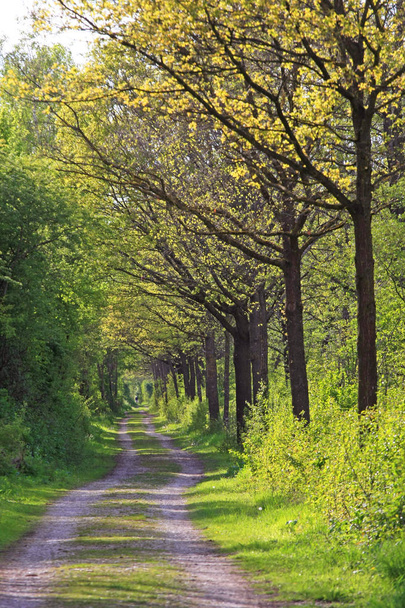 panoramisch uitzicht op de weg door groen boslandschap - Foto, afbeelding