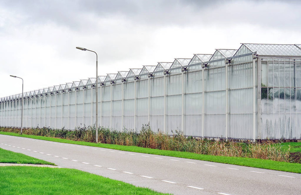 Invernaderos en Holanda
 - Foto, imagen