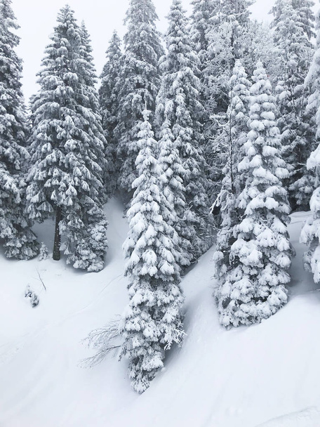 tranquil shot of beautiful snow coniferous forest - Fotó, kép