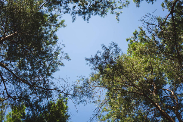 egy csomó fák ellen, a kék ég. - Fotó, kép