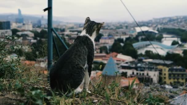 Amustende kat zittend en kijken op de daken van een kleine Georgische stad in slo-mo - Video