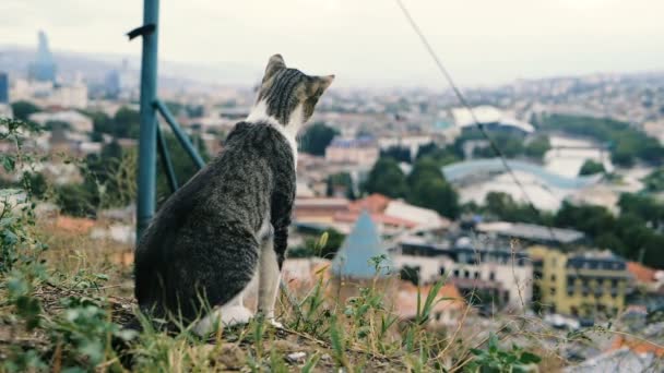 Droll macska ül, és tanul a tetőn egy kis grúz város slo-Mo - Felvétel, videó