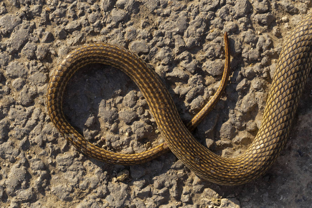 Serpiente muerta. Road wars - death of a Reptile from the car. La muerte de un animal. Serpiente whipsnake (Caspius) también conocida como la gran serpiente whipsnake (Dolichophis / Coluber
). - Foto, Imagen