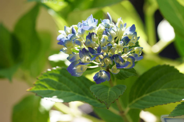 Синьо-фіолетові квіти гортензії
 - Фото, зображення
