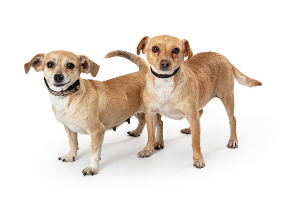 dois chihuahua cruzamento cães juntos
 - Foto, Imagem
