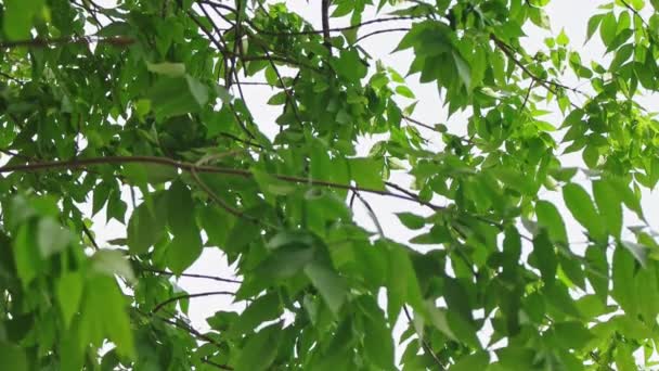 Chestnut tree leaves canopy tilt shot - Materiał filmowy, wideo