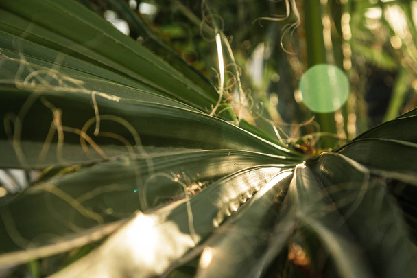 the texture of palm leaves in the rays of the setting sun. small - Photo, Image