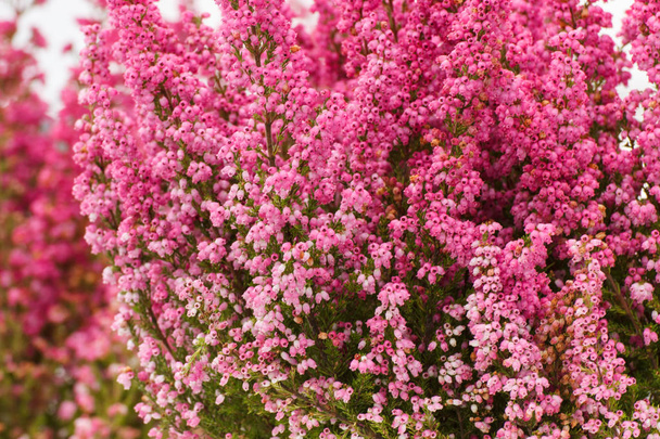 Blooming heathers in garden or park, concept of seasonal flowers - 写真・画像