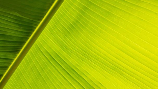 low angle view of greenery banana leaf background on sunny day. - Photo, Image