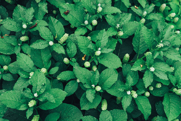 potamot d'Amérique (Phytolacca americana) pendant la période de bourgeonnement
 - Photo, image