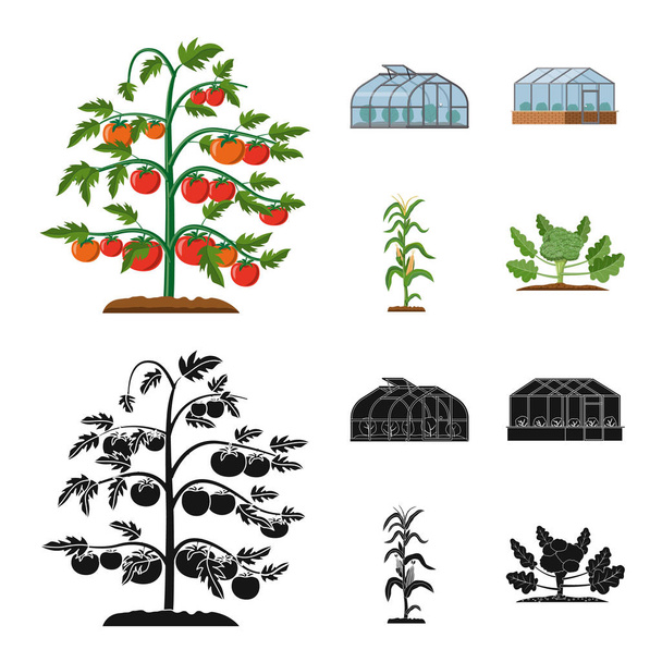 Isolated object of greenhouse and plant sign. Set of greenhouse and garden stock vector illustration. - Vector, Image