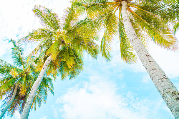 Beautiful coconut palm tree on blue sky  - Foto, Imagen