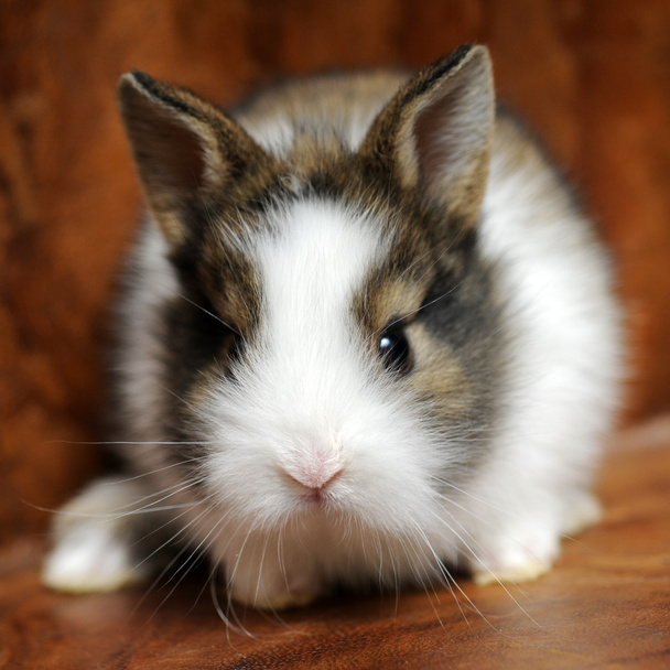 Little Rabbit - Photo, Image