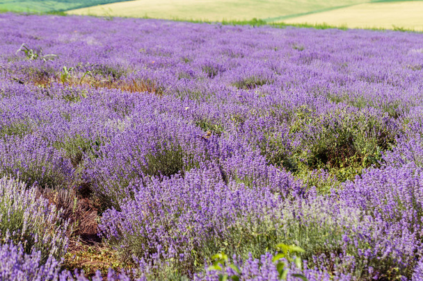 Laventeli kukkia auringossa pehmeä tarkennus, pastellivärit ja hämärtää tausta. Violettia laventelia. Provencessa on tilaa tekstille. Ranskalainen laventeli kentällä, terävä valoefekti. Lyhyt painopiste
 - Valokuva, kuva