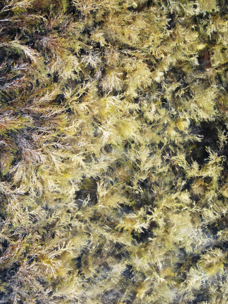 Mooie geel groene algen in vorm Feather rustig liggen op bot - Foto, afbeelding