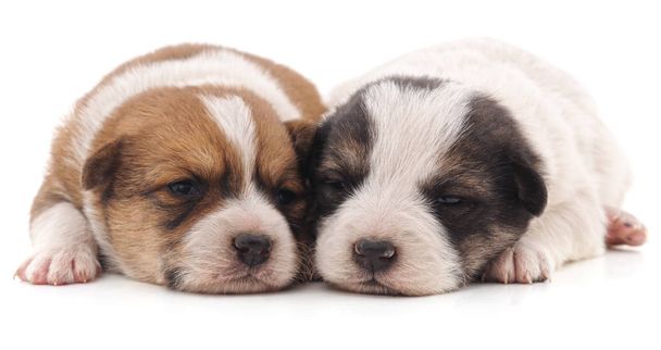 Two cute puppies. - 写真・画像