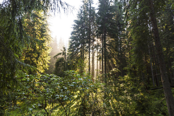 Beautiful early morning light in a fir tree forest, in the mountains - Valokuva, kuva