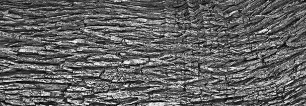 Bark tree texture - Photo, Image