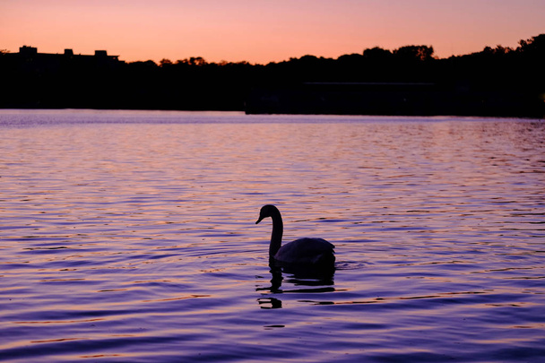 Gorgeous white swan on the lake on the sunset. - Photo, Image