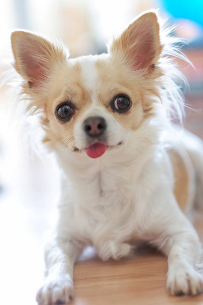 kleiner Chihuahua-Hund mit weißer und beiger Farbe mit rosa Tongu - Foto, Bild