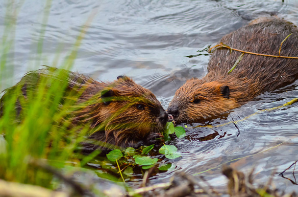Closeup photo of beavers eating in the lake, Tripple lakes trail, Denali National park and Preserve, Alaska, United States, North America - Photo, Image