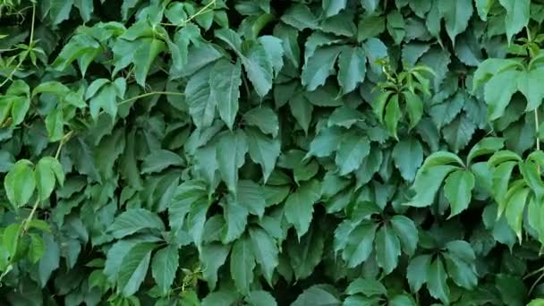 Декоративна текстура стін, з зеленого натурального листя. Натуральні рослини фону. Використання в дизайні
. - Кадри, відео
