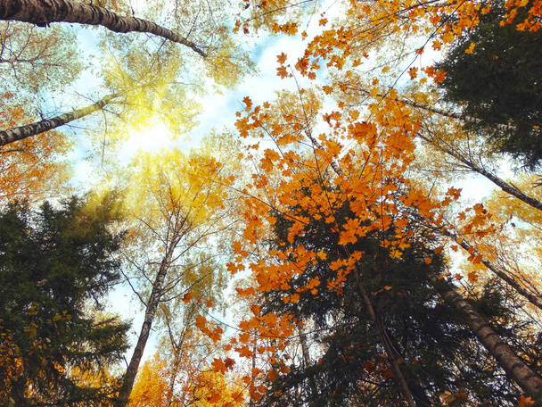 Outono floresta de fundo com carvalhos bétulas e raios de sol
 - Foto, Imagem