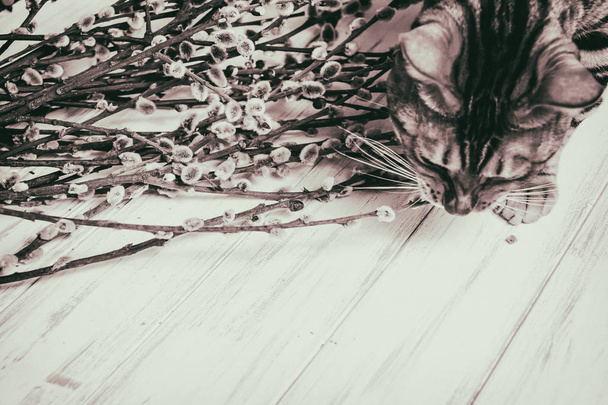 Katze auf einem hölzernen Hintergrund. Weiden - Foto, Bild