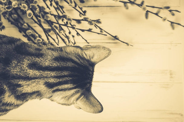 schöne Bengalkatze - Foto, Bild