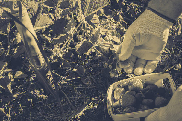 Процес збору дикої полуниці в саду
 - Фото, зображення