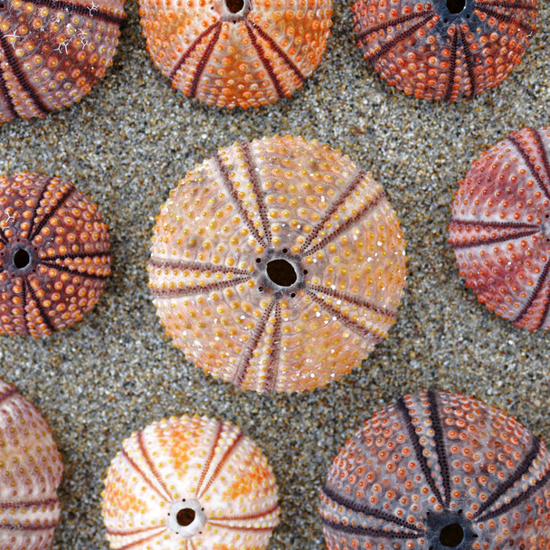 conchas de erizos de mar de colores en la playa de arena húmeda vista superior
 - Foto, Imagen