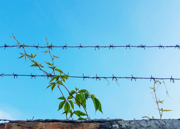 barbed wire with ivy background of blue sky - Photo, Image