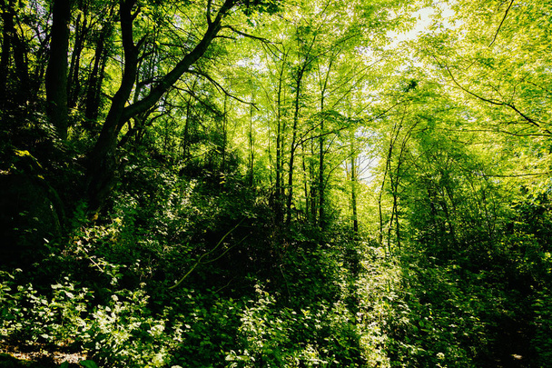 Υπέροχη φύση, πανέμορφα δάση και λιβάδια - Φωτογραφία, εικόνα