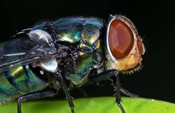 Macro Foto de mosca en hoja verde aislada en el fondo negro
 - Foto, Imagen