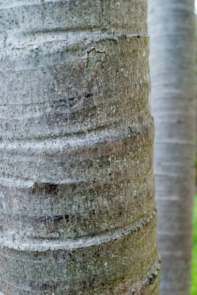 Vista cortada de troncos de palmeira texturizados
 - Foto, Imagem