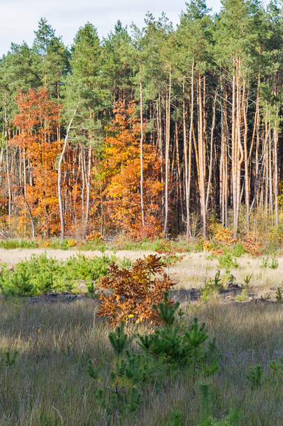 magnificent forest in autumn day - Foto, immagini