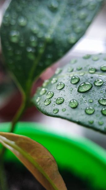 Σταγόνες νερού σε πράσινα φύλλα ενός φυτού λίτσι. Για φόντο και υφή κοντινό πλάνο - Φωτογραφία, εικόνα